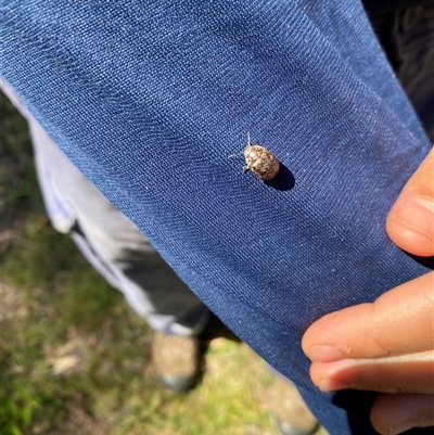 Unverified Beetle (Coleoptera) at Broke, NSW - 3 Oct 2025 by RoyP