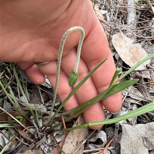Microseris lanceolata at Bruce, ACT - 2 Oct 2025 by LeahColebrook