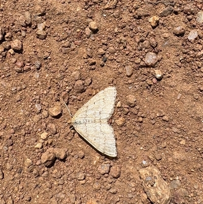 Scopula rubraria (Reddish Wave, Plantain Moth) at Cook, ACT - 3 Oct 2025 by LeahColebrook