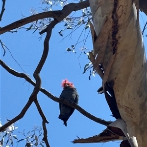 Callocephalon fimbriatum (Gang-gang Cockatoo) at Cook, ACT - Yesterday by LeahColebrook