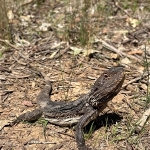 Pogona barbata (Eastern Bearded Dragon) at Cook, ACT - Yesterday by LeahColebrook