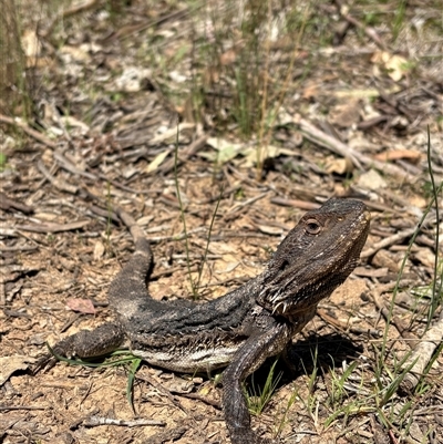 Pogona barbata (Eastern Bearded Dragon) at Cook, ACT - 3 Oct 2025 by LeahColebrook