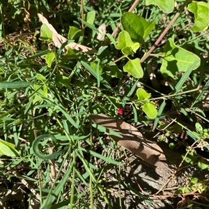 Unverified Other Wildflower or Herb at Broke, NSW - Yesterday by RoyP