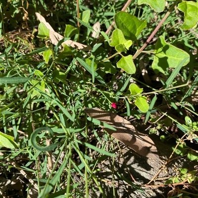 Unverified Other Wildflower or Herb at Broke, NSW - 3 Oct 2025 by RoyP