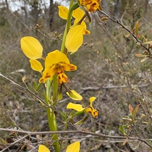 Diuris nigromontana (Black Mountain Leopard Orchid) at Bruce, ACT - 2 Oct 2025 by LeahColebrook
