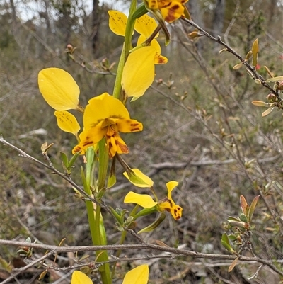 Diuris nigromontana (Black Mountain Leopard Orchid) at Bruce, ACT - 2 Oct 2025 by LeahColebrook