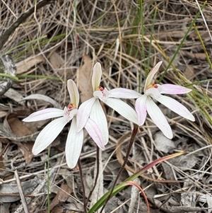 Caladenia fuscata (Dusky Fingers) at Bruce, ACT - 2 Oct 2025 by LeahColebrook
