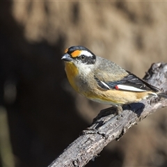 Pardalotus striatus (Striated Pardalote) at Saint Lucia, QLD - 3 Oct 2025 by DAdeGroot