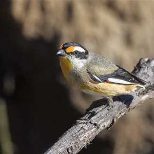 Pardalotus striatus (Striated Pardalote) by DAdeGroot