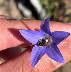Lasioglossum (Chilalictus) sp. (genus & subgenus) at Richardson, ACT - 3 Oct 2025 by KaiDewPHD