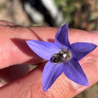 Lasioglossum (Chilalictus) sp. (genus & subgenus) at Richardson, ACT - 3 Oct 2025 by KaiDewPHD