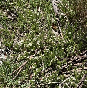 Unverified Other Wildflower or Herb at Pialligo, ACT - Yesterday by KaiDewPHD