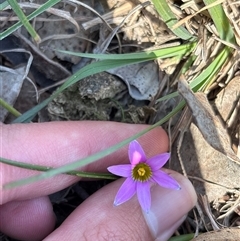 Romulea rosea var. australis (Onion Grass) at Pialligo, ACT - 3 Oct 2025 by KaiDewPHD