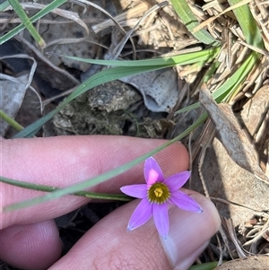 Unverified Other Wildflower or Herb at Pialligo, ACT - Yesterday by KaiDewPHD