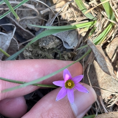 Romulea rosea var. australis (Onion Grass) at Pialligo, ACT - 3 Oct 2025 by KaiDewPHD