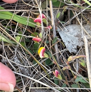 Unverified Other Wildflower or Herb at Pialligo, ACT - Yesterday by KaiDewPHD