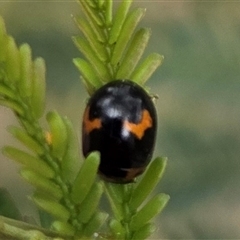 Peltoschema medioflava (Leaf Beetle) at Hackett, ACT - 2 Oct 2025 by HappyWanderer