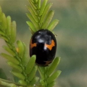 Unverified Beetle (Coleoptera) at Hackett, ACT - 2 Oct 2025 by HappyWanderer
