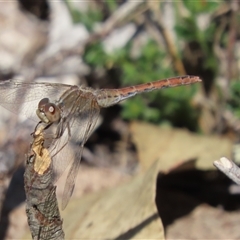 Diplacodes bipunctata (Wandering Percher) at Googong, NSW - Yesterday by SandraH