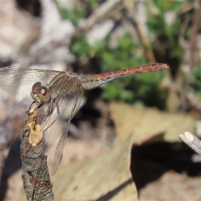 Diplacodes bipunctata (Wandering Percher) at Googong, NSW - Yesterday by SandraH