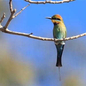 Merops ornatus (Rainbow Bee-eater) by DAdeGroot