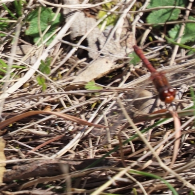 Diplacodes bipunctata (Wandering Percher) at Googong, NSW - Yesterday by SandraH