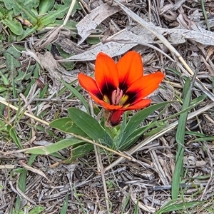 Sparaxis tricolor (Sparaxis, Harlequin Flower) at Hackett, ACT - 2 Oct 2025 by HappyWanderer