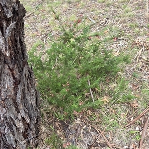 Grevillea (genus) (Grevillea) at Hackett, ACT - 2 Oct 2025 by HappyWanderer