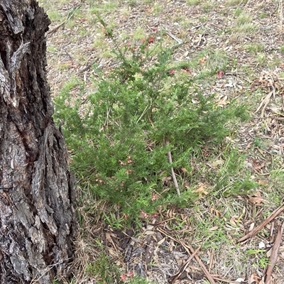Grevillea (genus) (Grevillea) at Hackett, ACT - 2 Oct 2025 by HappyWanderer