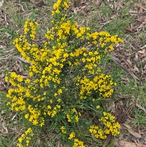 Genista monspessulana (Cape Broom, Montpellier Broom) at Hackett, ACT - 2 Oct 2025 by HappyWanderer