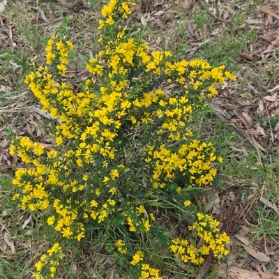 Genista monspessulana (Cape Broom, Montpellier Broom) at Hackett, ACT - 2 Oct 2025 by HappyWanderer