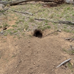 Oryctolagus cuniculus (European Rabbit) at Watson, ACT - 2 Oct 2025 by HappyWanderer
