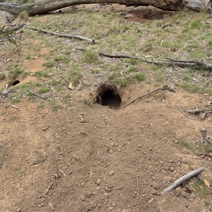 Oryctolagus cuniculus (European Rabbit) at Watson, ACT - 2 Oct 2025 by HappyWanderer