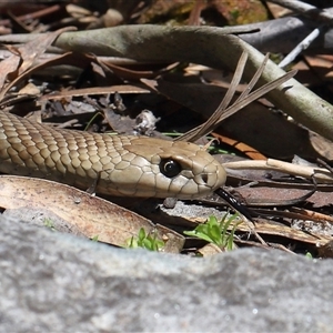 Pseudonaja textilis (Eastern Brown Snake) at Acton, ACT - Yesterday by TimL