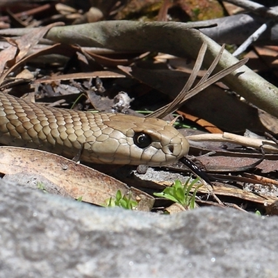 Pseudonaja textilis (Eastern Brown Snake) at Acton, ACT - Yesterday by TimL
