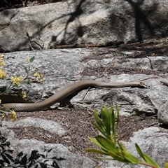 Pseudonaja textilis at Acton, ACT - 3 Oct 2025 11:22 AM