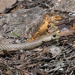 Pseudonaja textilis at Acton, ACT - 3 Oct 2025 11:22 AM