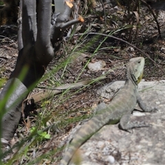 Pseudonaja textilis at Acton, ACT - 3 Oct 2025 11:22 AM
