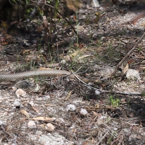 Pseudonaja textilis at Acton, ACT - 3 Oct 2025 11:22 AM