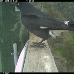 Strepera graculina (Pied Currawong) at Ettamogah, NSW - 3 Oct 2025 by AlburyCityEnviros