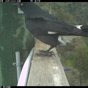 Strepera graculina (Pied Currawong) at Ettamogah, NSW - Yesterday by AlburyCityEnviros