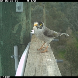 Manorina melanocephala (Noisy Miner) at Ettamogah, NSW - Yesterday by AlburyCityEnviros