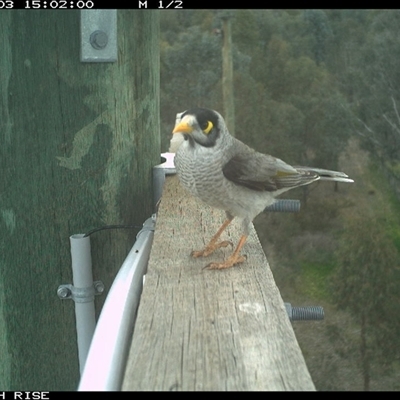 Manorina melanocephala (Noisy Miner) at Ettamogah, NSW - 3 Oct 2025 by AlburyCityEnviros