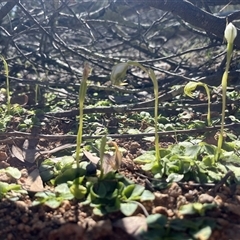 Pterostylis nutans (Nodding Greenhood) at Strathnairn, ACT - 3 Oct 2025 by Eland