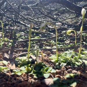 Pterostylis nutans (Nodding Greenhood) at Strathnairn, ACT - Yesterday by Eland