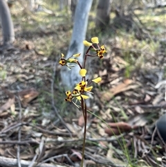Diuris pardina (Leopard Doubletail) at Strathnairn, ACT - 3 Oct 2025 by Eland