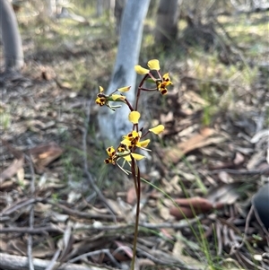 Diuris pardina at Strathnairn, ACT - Yesterday by Eland