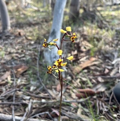 Diuris pardina (Leopard Doubletail) at Strathnairn, ACT - 3 Oct 2025 by Eland