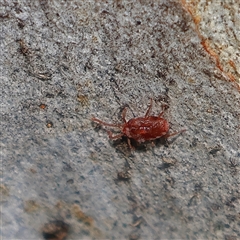 Erythraeidae (family) (Erythraeid mite) at Higgins, ACT - 28 Sep 2025 by MichaelWenke
