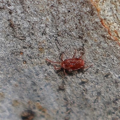 Erythraeidae (family) (Erythraeid mite) at Higgins, ACT - 28 Sep 2025 by MichaelWenke